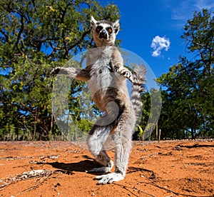 Ring-tailed lemur. Madagascar.
