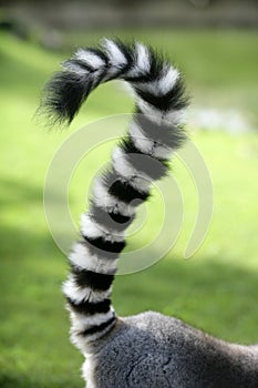 Ring tailed lemur from Madagascar. Question mark s