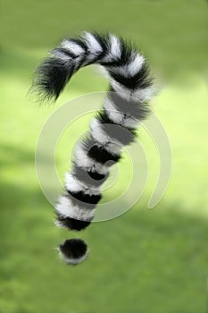 Ring tailed lemur Madagascar. Question mark tail