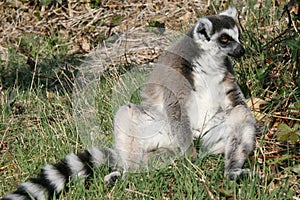 ring-tailed lemur (maki catta) in a zoo (france)