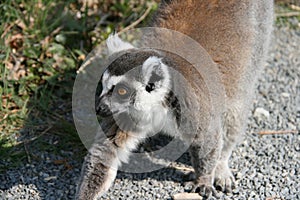 ring-tailed lemur (maki catta) in a zoo (france)