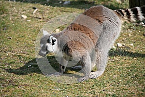 ring-tailed lemur (maki catta) in a zoo (france)