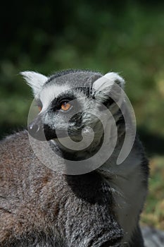 Ring Tailed Lemur at Marwell Zoo
