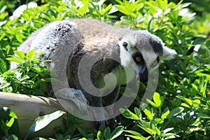 Ring Tailed Lemur - Marwell Zoo