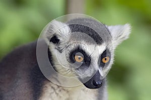 Ring-tailed lemur monkey