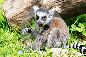 Ring-tailed lemur monkey. Mammal and mammals. Land world and fauna. Wildlife and zoology