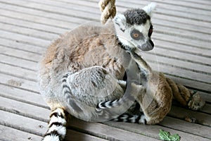 Ring-tailed Lemur mother and playing twins