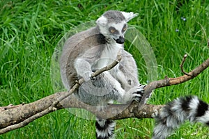 Ring Tailed Lemur at Northumberland Zoo