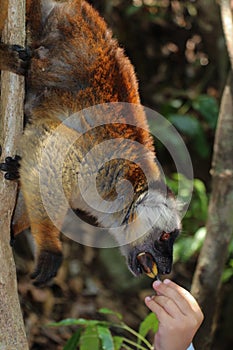 Ring tailed lemur in Nosy Be Madagascar