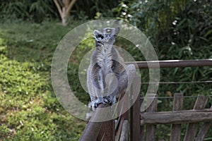 ring-tailed lemur in open zoo area