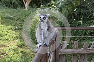 ring-tailed lemur in open zoo area