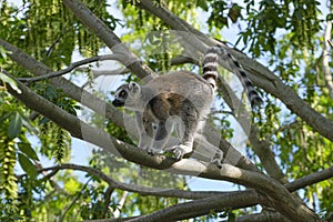 ring-tailed lemur in open zoo area