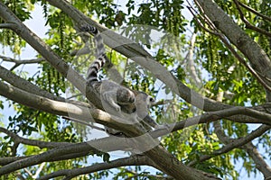 ring-tailed lemur in open zoo area