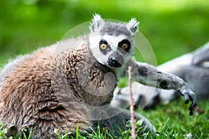 Ring-tailed Lemur, originally from Madagascar, is recognisable by its black and white-ringed tail