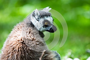 Ring-tailed Lemur, originally from Madagascar, is recognisable by its black and white-ringed tail photo