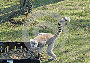 Ring-Tailed Lemur