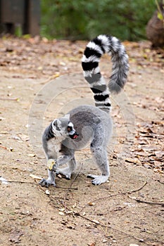 Ring-tailed lemur with a piece of apple in hand