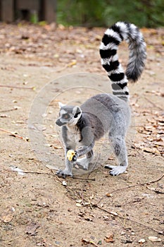 Ring-tailed lemur with a piece of apple in hand