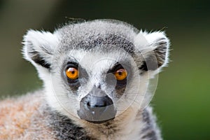 Ring tailed lemur portrait