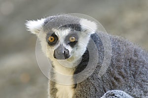 Ring-tailed Lemur Portrait