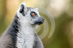 Ring-tailed lemur portrait with bokeh background.