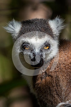 Ring-tailed lemur portrait Lemur catta, Anja Reserve, Madagascar