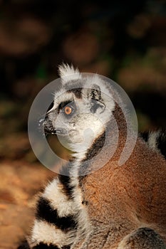 Ring-tailed lemur portrait - Madagascar