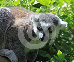 Ring Tailed Lemur ready to pounce