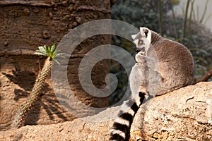 Ring-tailed Lemur