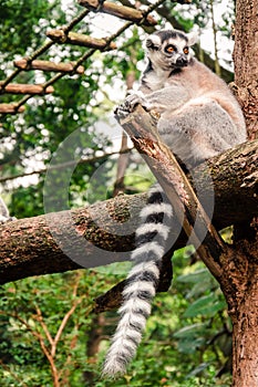 Ring-tailed Lemur Relaxing on a Log