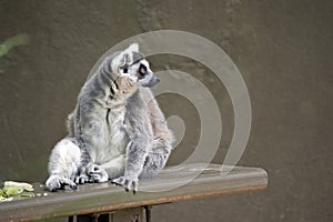 Ring tailed lemur photo