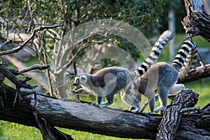 Ring-tailed lemur