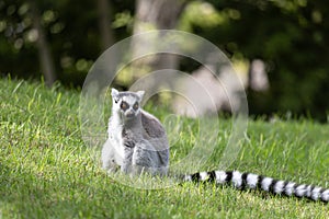 Ring tailed lemur at Bioparc in Valencia photo