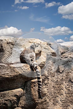 Ring tailed lemur on rocks.