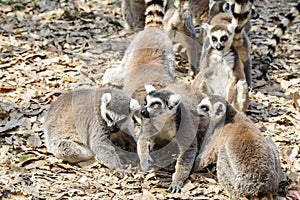 Ring tailed lemur on a row in a zoo. Nature concept