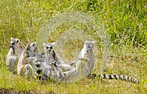Ring-tailed Lemur's