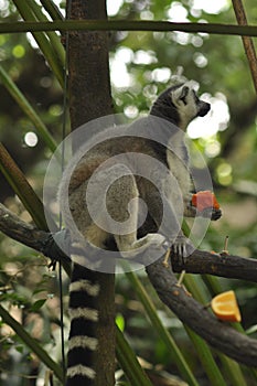 Ring tailed lemur in Singapore Zoo