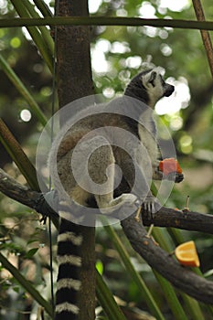 Ring tailed lemur in Singapore Zoo photo
