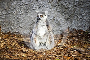 Ring-tailed lemur sitting against a wall