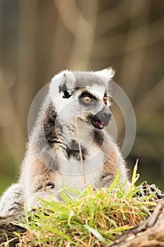 A Ring Tailed Lemur sitting alone.