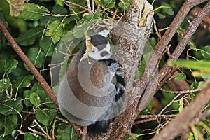 The ring-tailed lemur sitting on atree, is a large strepsirrhine primate,  black and white ringed tail. It belongs to Lemuridae