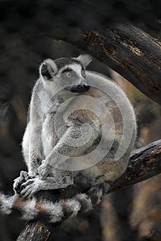 Ring tailed lemur sitting on the branch looking behind