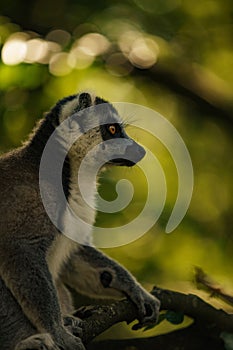 a ring tailed lemur sitting on a branch near some trees