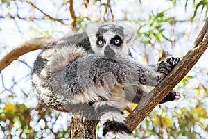 Ring-tailed Lemur, sitting on a branch in a zoo