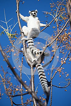 Ring-tailed Lemur sitting on branches