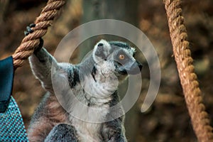 Ring tailed lemur sitting in an enclosure  at the John Ball Zoo