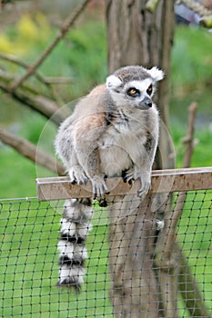 Ring-tailed lemur sitting on a fence in a Zoo