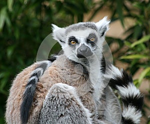 Ring Tailed Lemur in sitting position