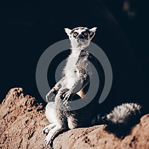 Ring-tailed lemur sitting on the sun on Madagascar.