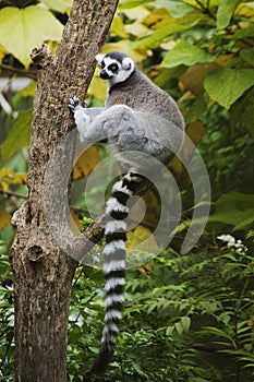 Ring-tailed Lemur sitting in tree